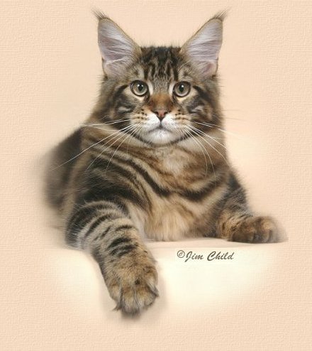 Maine Coon Cat Kenny
